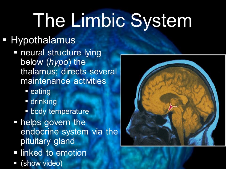 The Limbic System Hypothalamus