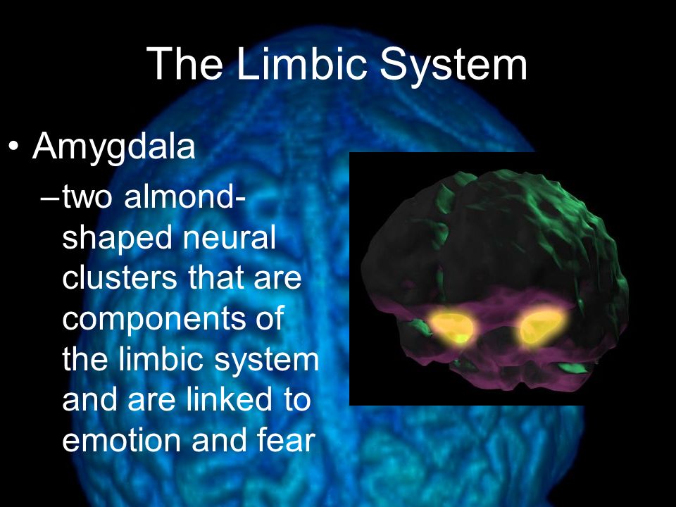 The Limbic System Amygdala