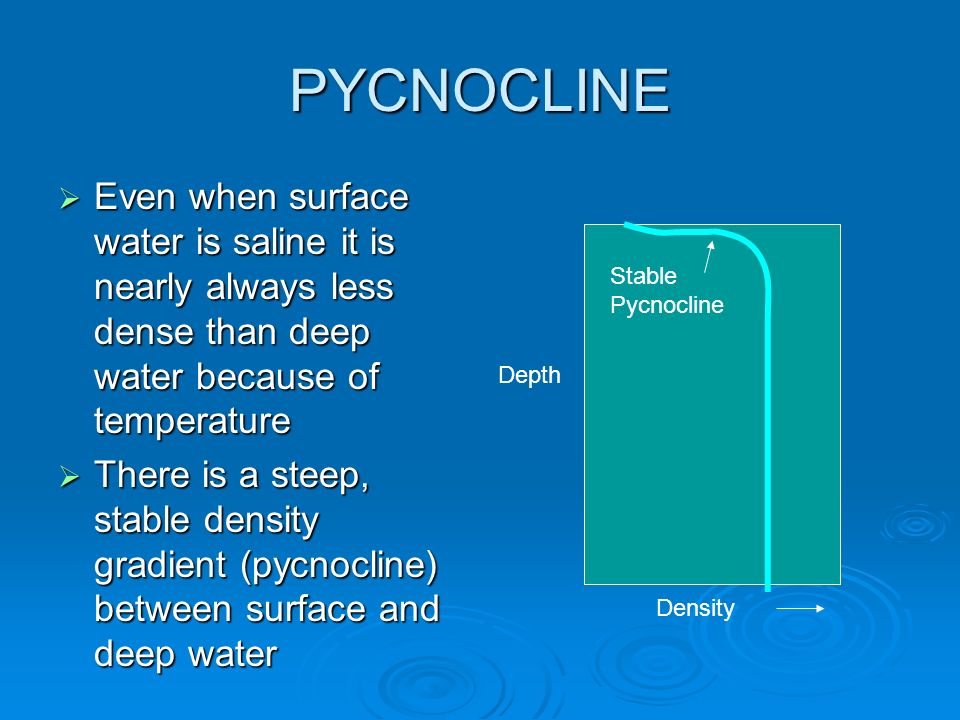 PYCNOCLINE Even when surface water is saline it is nearly always less dense than deep water because of temperature.