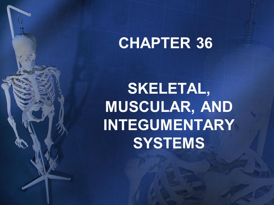 SKELETAL, MUSCULAR, AND INTEGUMENTARY SYSTEMS