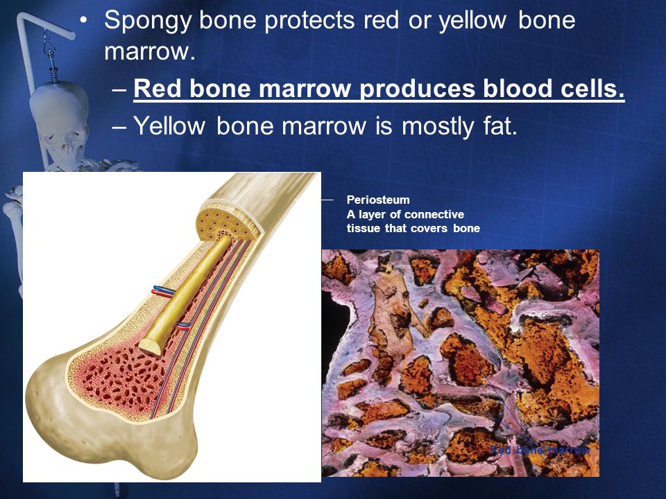 Spongy bone protects red or yellow bone marrow.