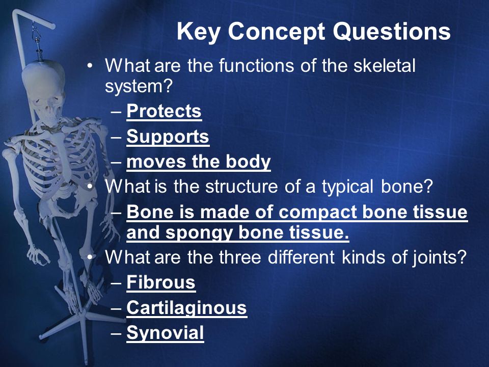 Key Concept Questions What are the functions of the skeletal system