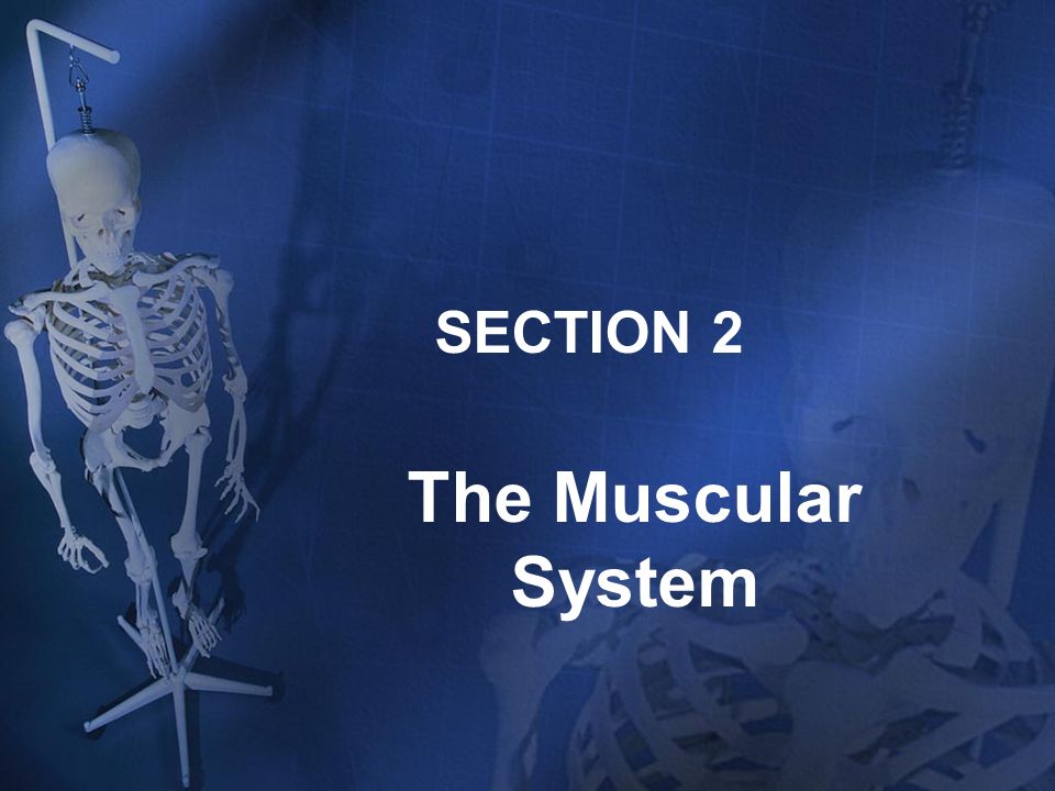 SECTION 2 The Muscular System
