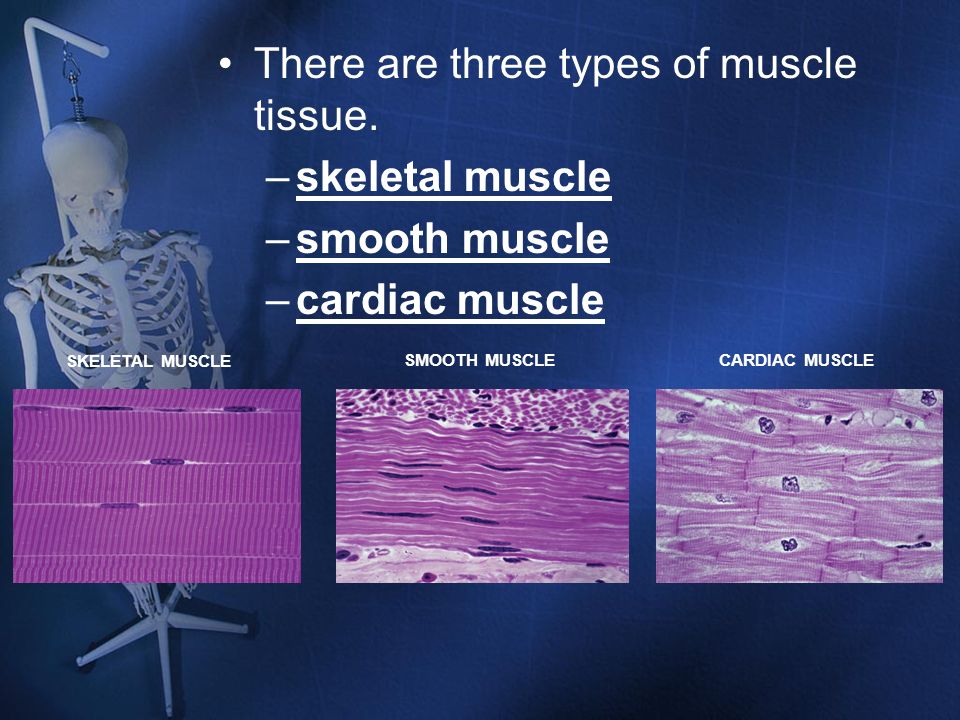 There are three types of muscle tissue. skeletal muscle smooth muscle