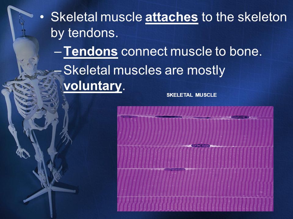 Skeletal muscle attaches to the skeleton by tendons.