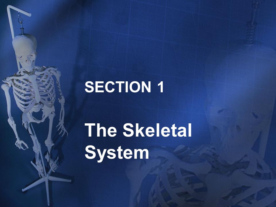 SECTION 1 The Skeletal System