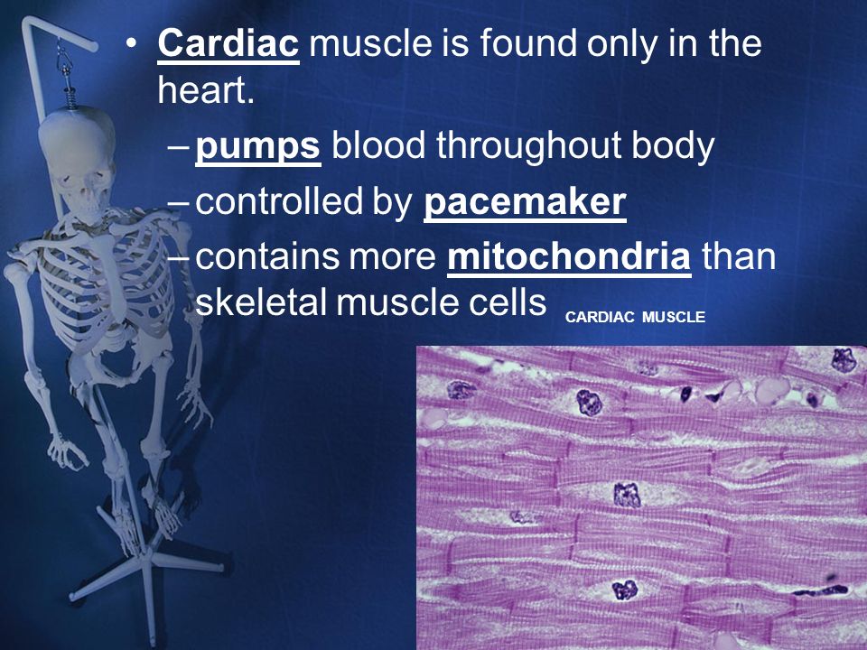 Cardiac muscle is found only in the heart. pumps blood throughout body