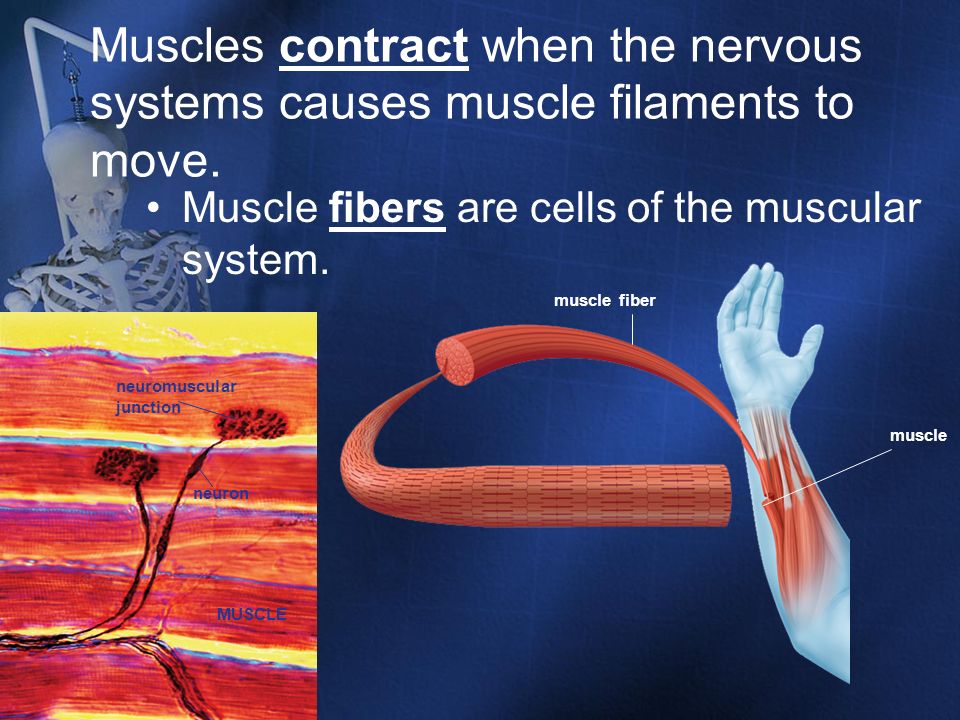 Muscles contract when the nervous systems causes muscle filaments to move.