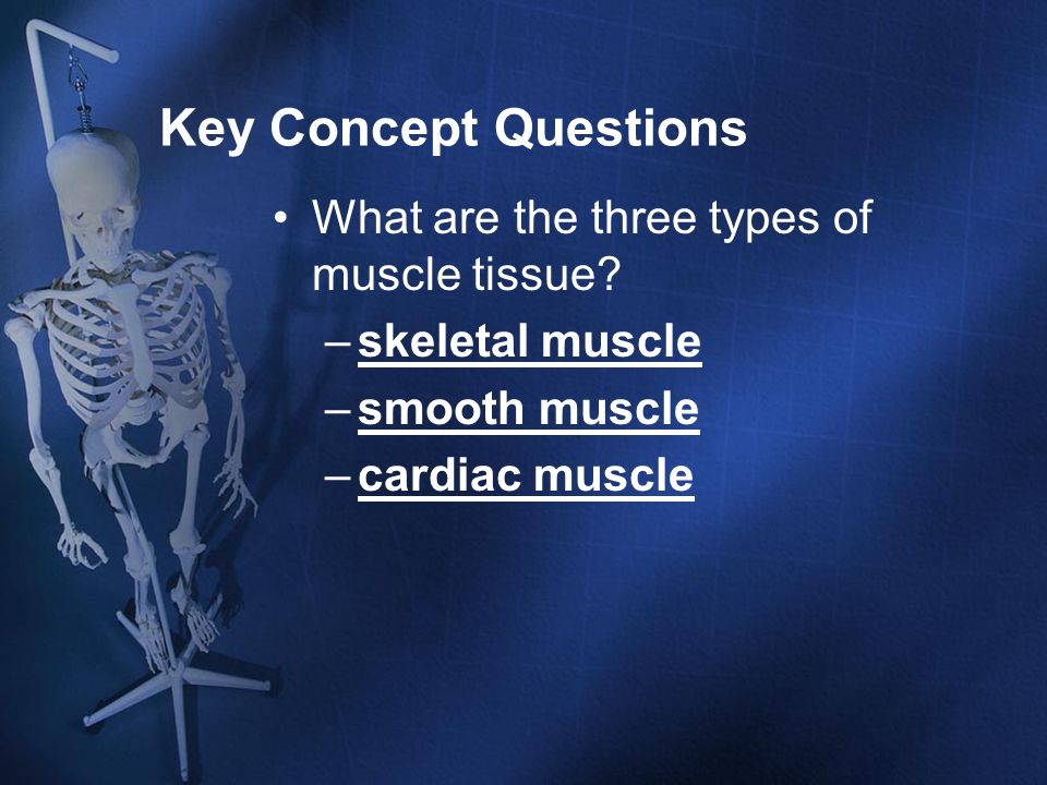 Key Concept Questions What are the three types of muscle tissue