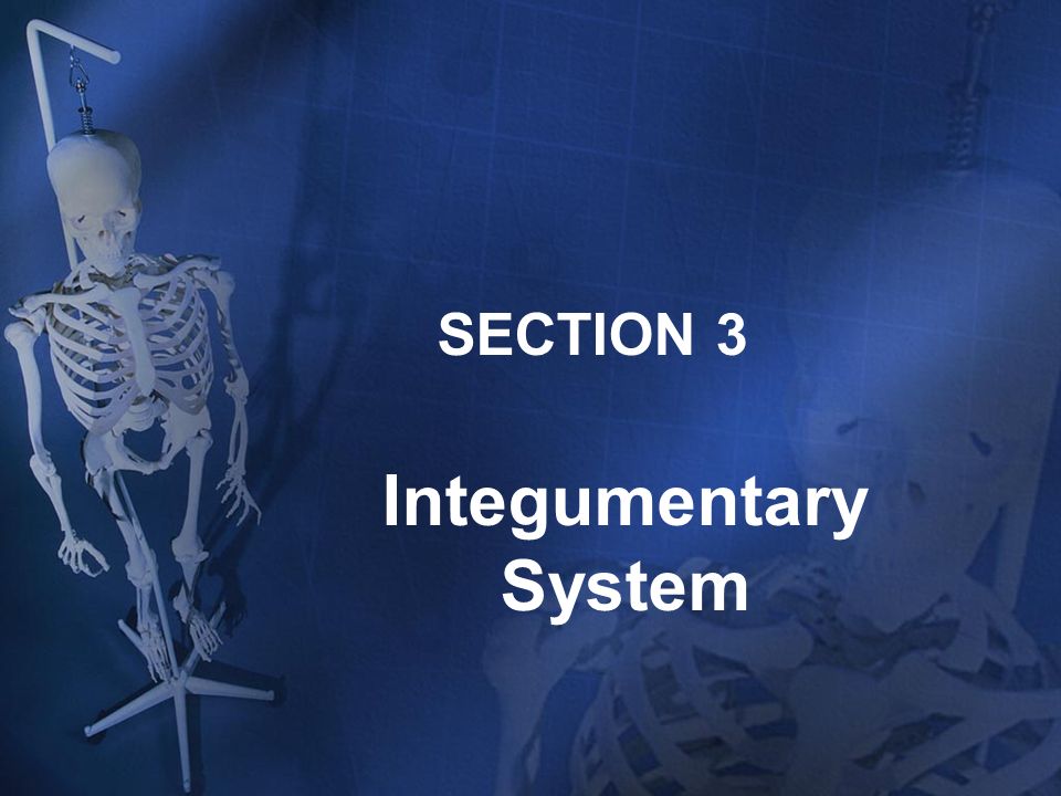SECTION 3 Integumentary System