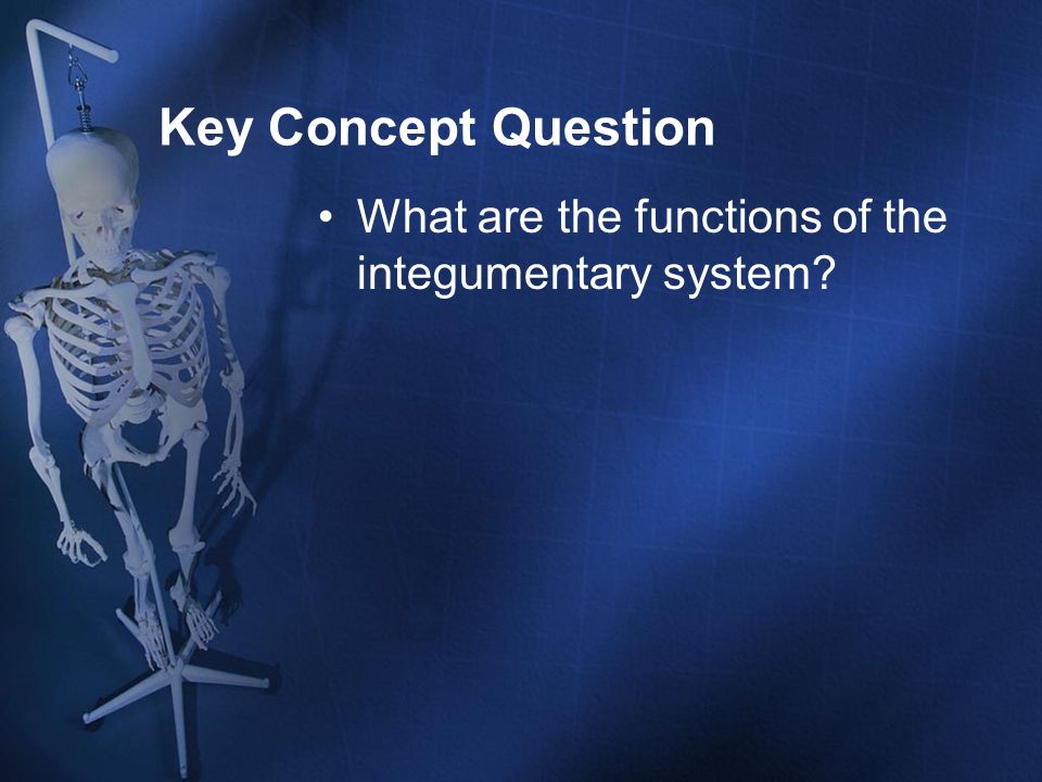 Key Concept Question What are the functions of the integumentary system