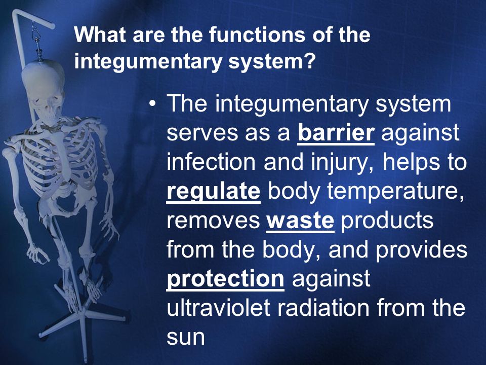 What are the functions of the integumentary system
