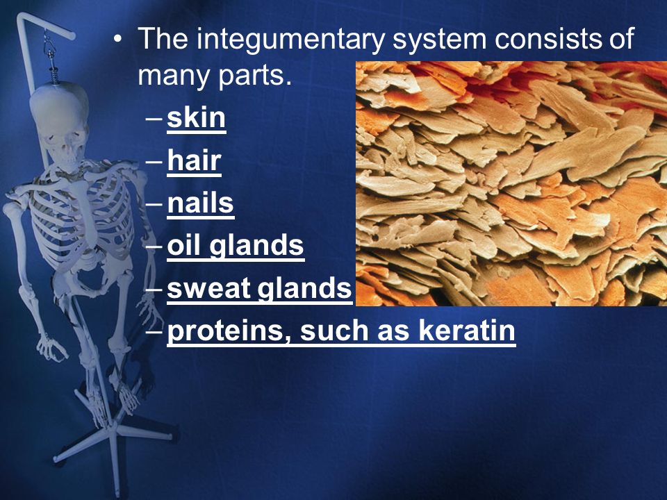 The integumentary system consists of many parts.