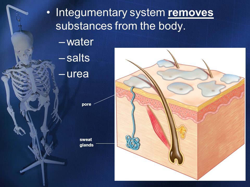 Integumentary system removes substances from the body. water salts