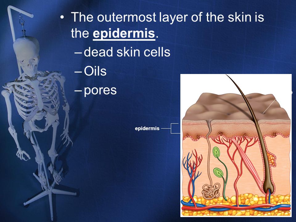 The outermost layer of the skin is the epidermis. dead skin cells Oils