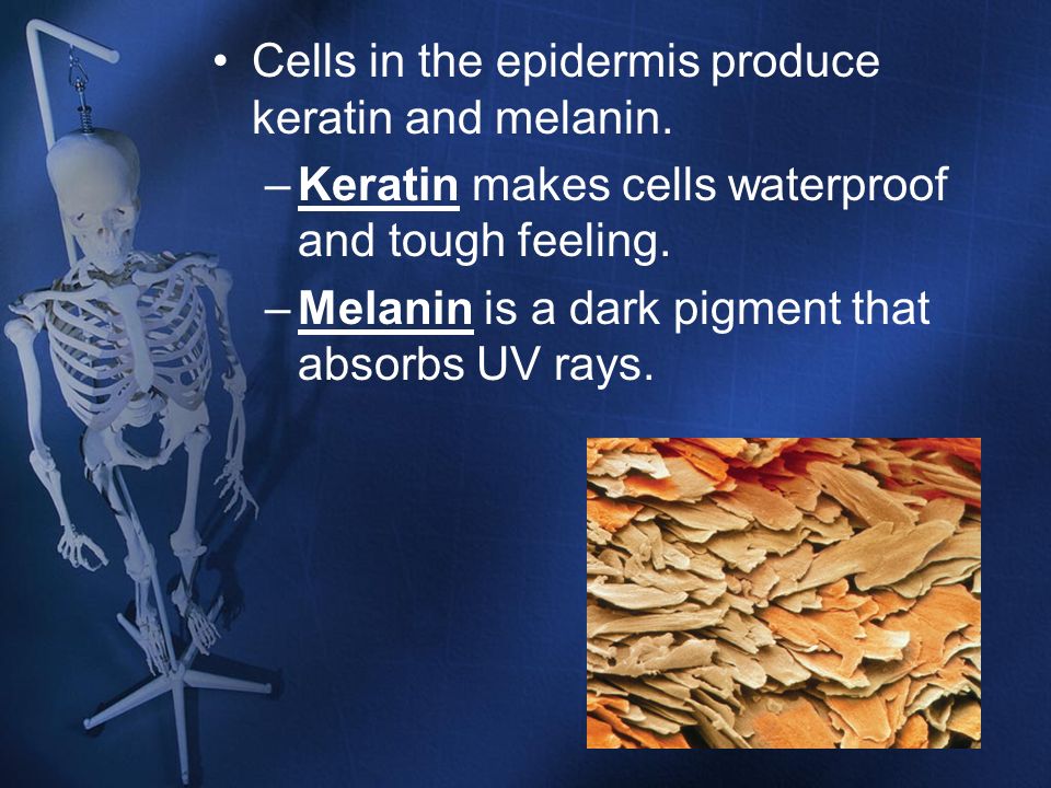 Cells in the epidermis produce keratin and melanin.