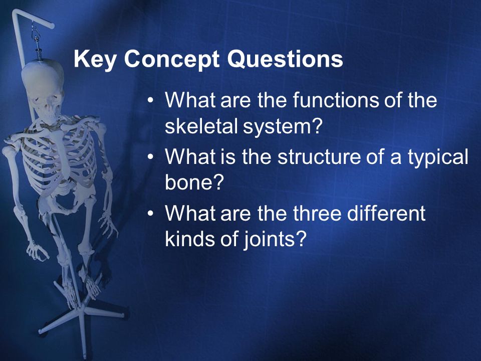 Key Concept Questions What are the functions of the skeletal system