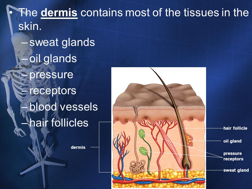 The dermis contains most of the tissues in the skin. sweat glands