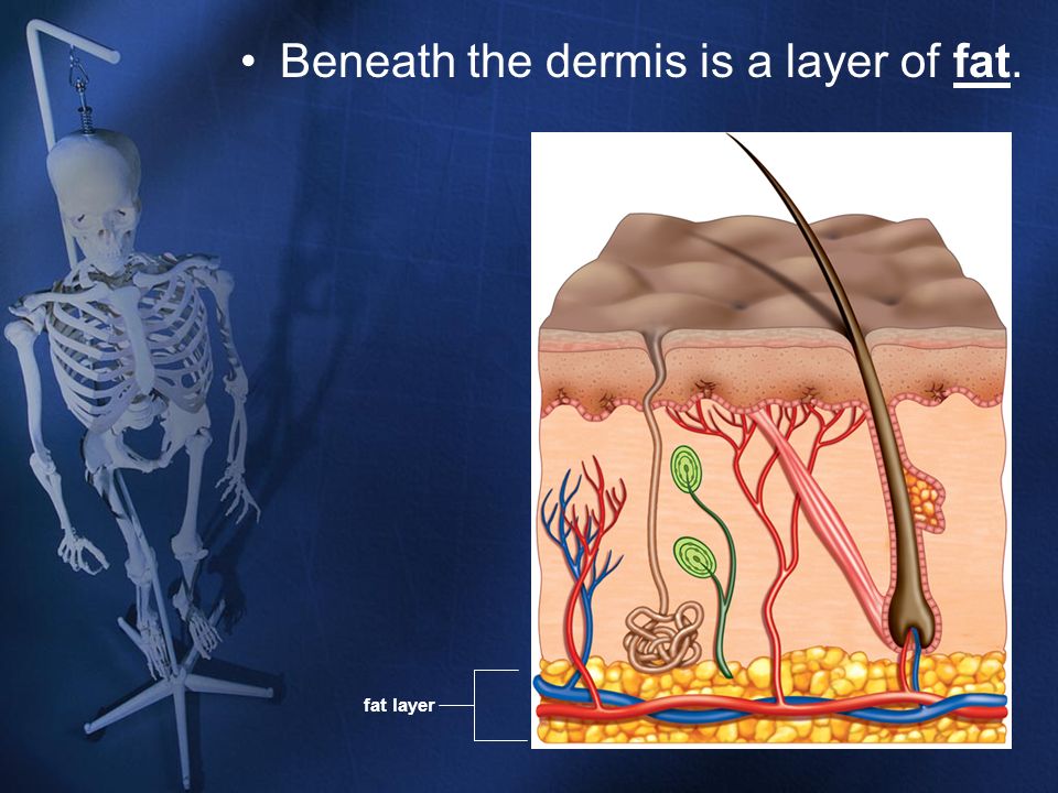 Beneath the dermis is a layer of fat.