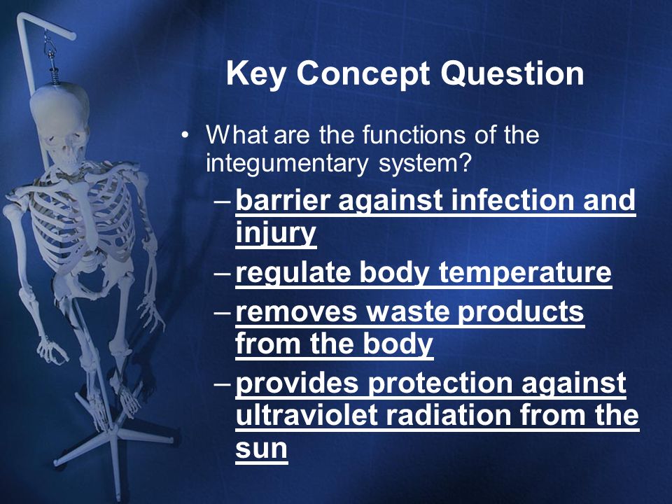 Key Concept Question barrier against infection and injury