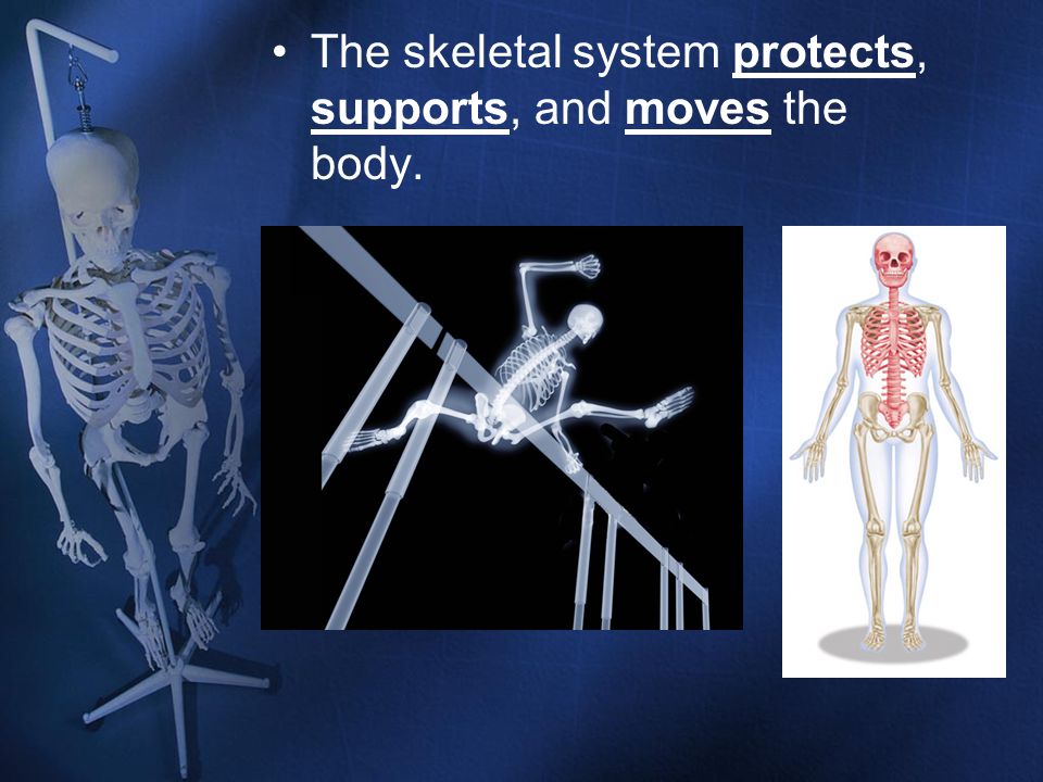 The skeletal system protects, supports, and moves the body.