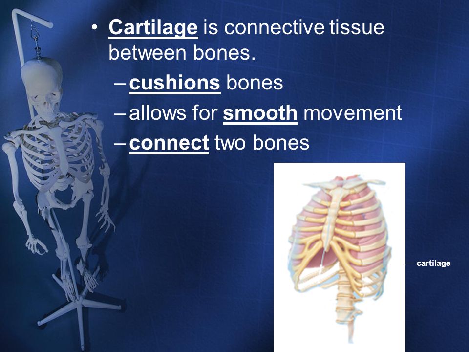 Cartilage is connective tissue between bones. cushions bones