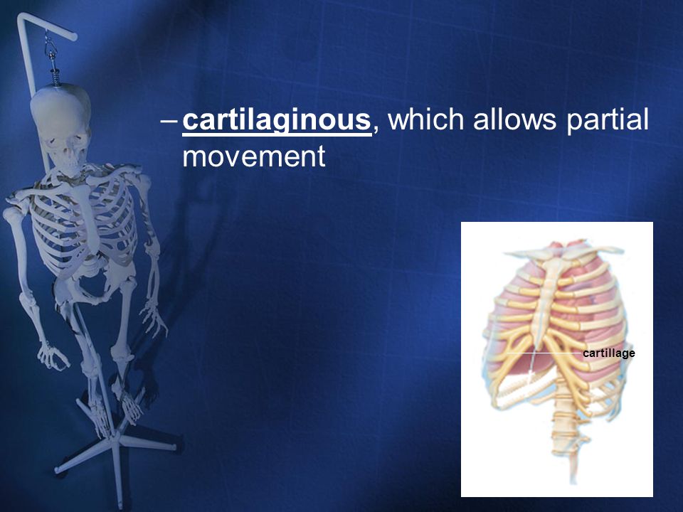 cartilaginous, which allows partial movement