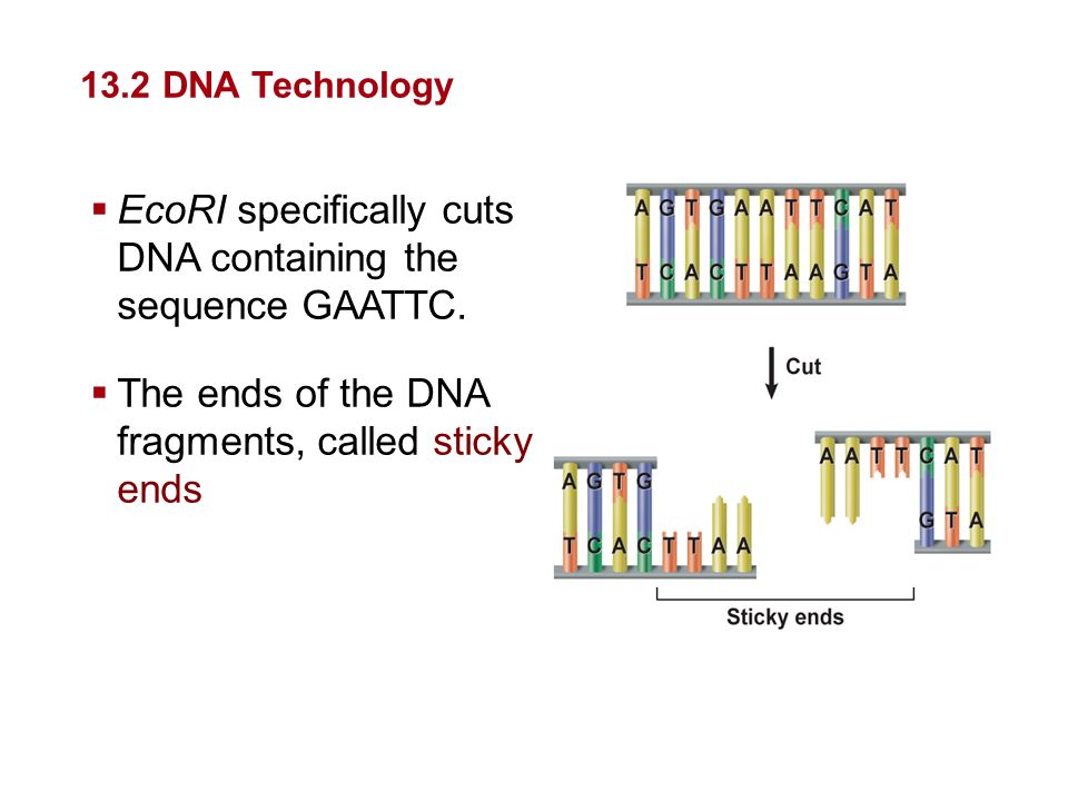 EcoRI specifically cuts DNA containing the sequence GAATTC.