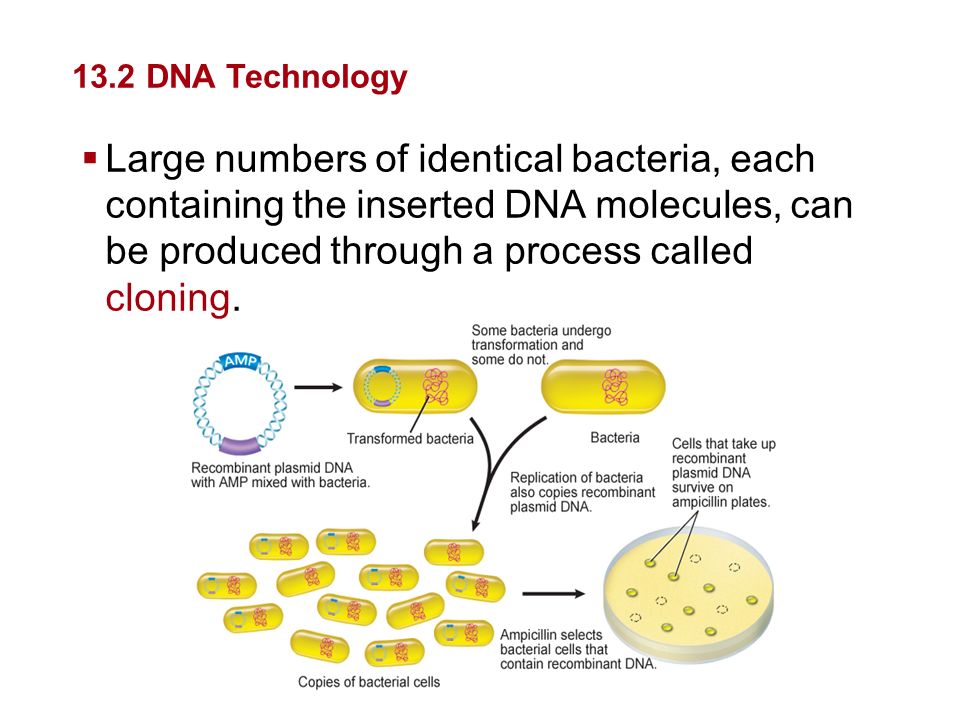 Genetics and Biotechnology
