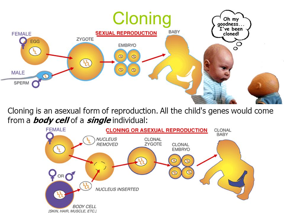 Cloning Cloning is an asexual form of reproduction.