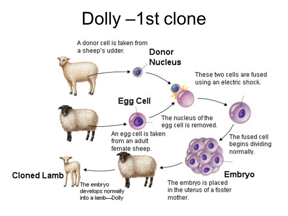 Dolly –1st clone