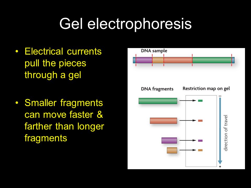 Gel electrophoresis Electrical currents pull the pieces through a gel
