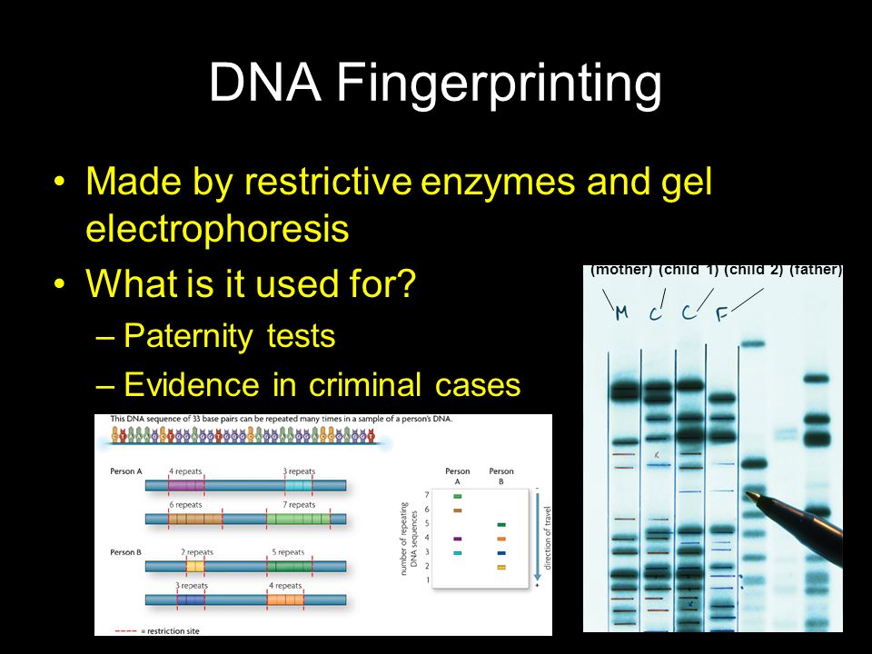 DNA Fingerprinting Made by restrictive enzymes and gel electrophoresis