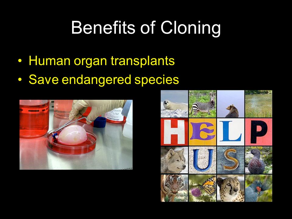 Benefits of Cloning Human organ transplants Save endangered species