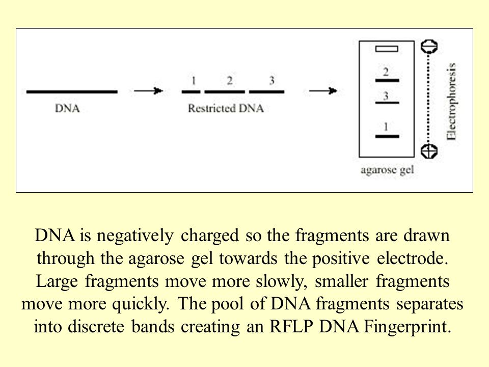 DNA is negatively charged so the fragments are drawn through the agarose gel towards the positive electrode.