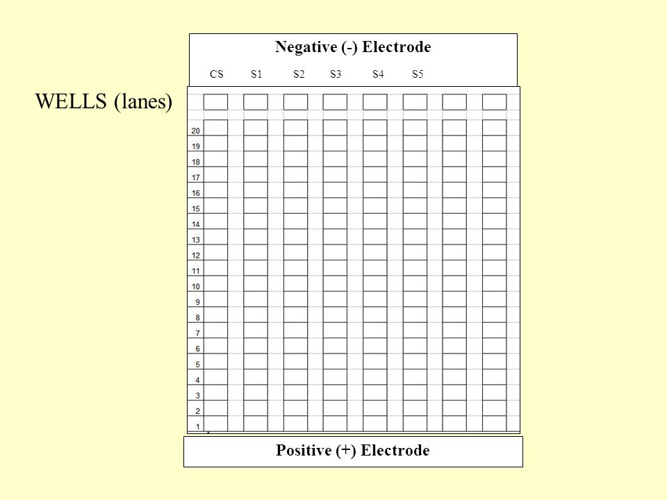 Negative (-) Electrode Positive (+) Electrode