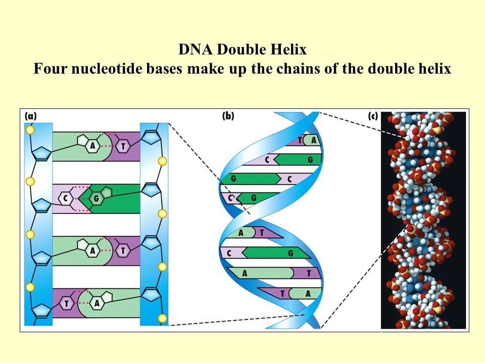 Four nucleotide bases make up the chains of the double helix