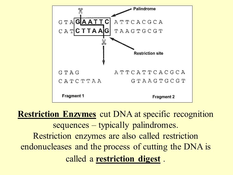 Restriction Enzymes cut DNA at specific recognition sequences – typically palindromes.