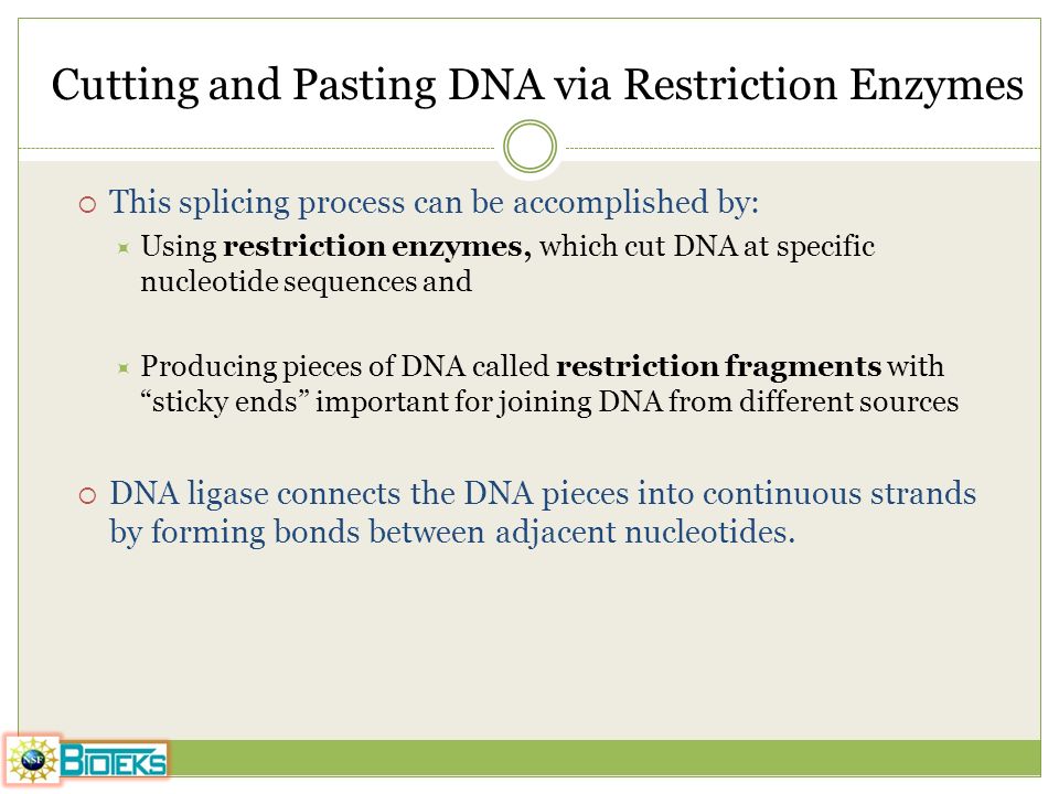 Cutting and Pasting DNA via Restriction Enzymes