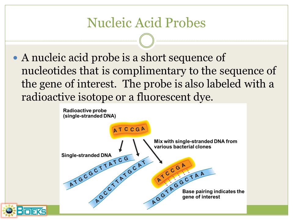 Nucleic Acid Probes