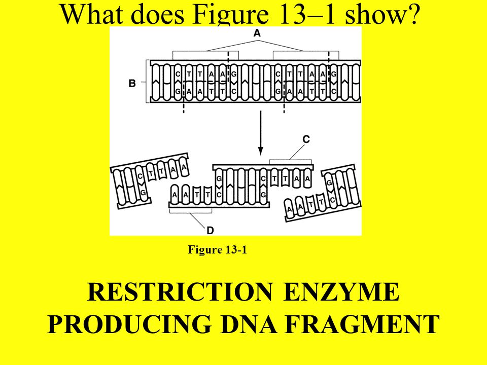 RESTRICTION ENZYME PRODUCING DNA FRAGMENT