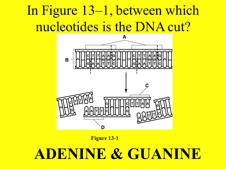 In Figure 13–1, between which nucleotides is the DNA cut