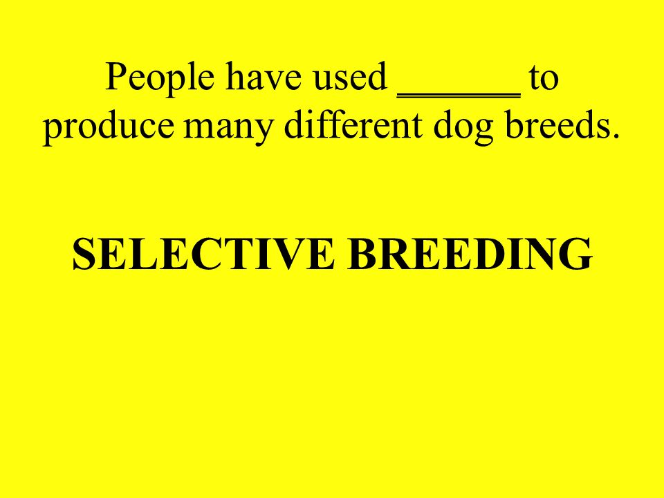 People have used ______ to produce many different dog breeds.