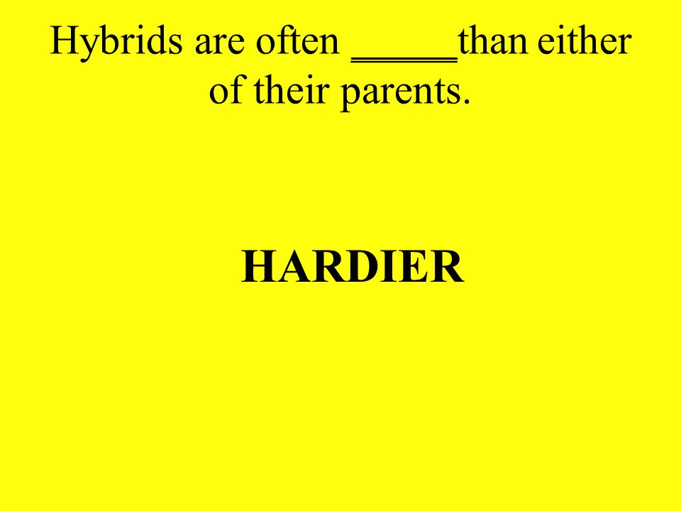 Hybrids are often _____than either of their parents.
