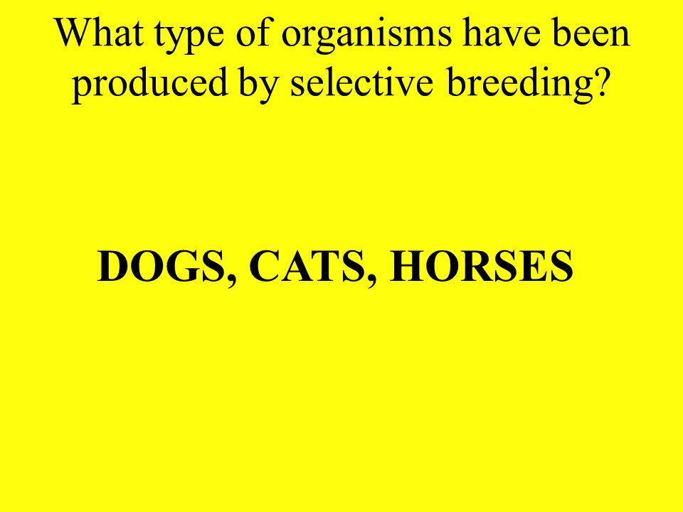 What type of organisms have been produced by selective breeding