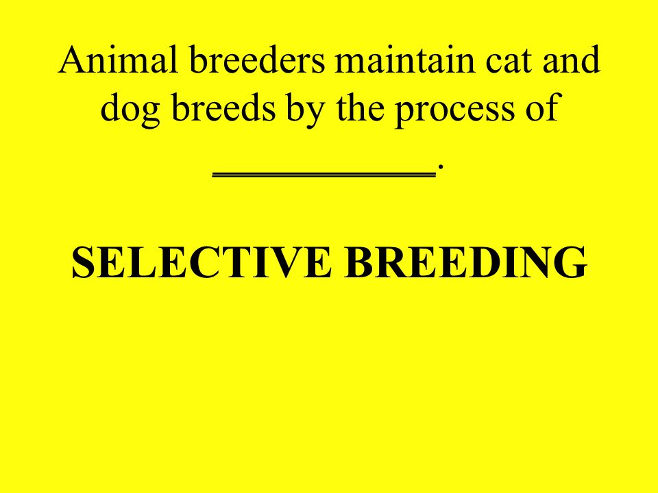 Animal breeders maintain cat and dog breeds by the process of ___________.