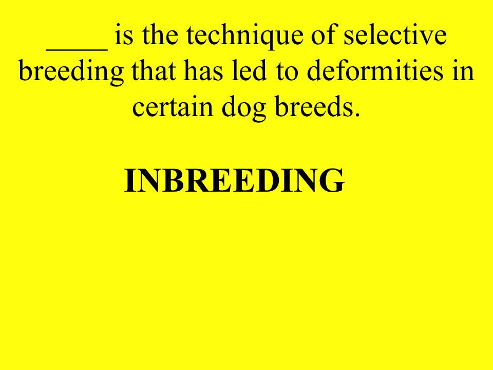 ____ is the technique of selective breeding that has led to deformities in certain dog breeds.