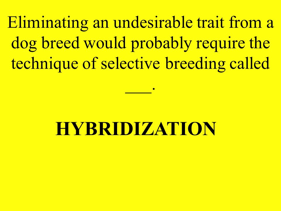 Eliminating an undesirable trait from a dog breed would probably require the technique of selective breeding called ___.