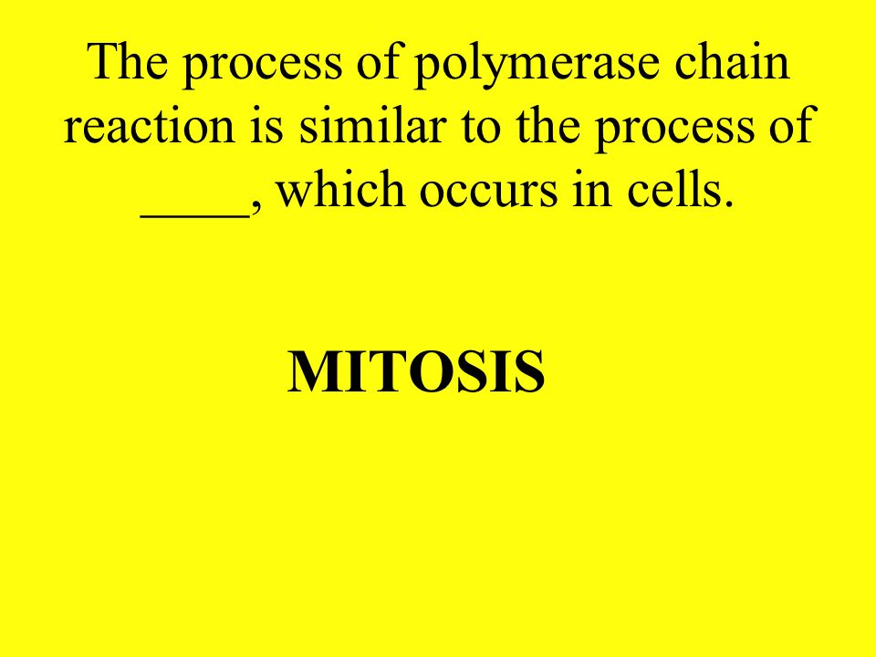 The process of polymerase chain reaction is similar to the process of ____, which occurs in cells.