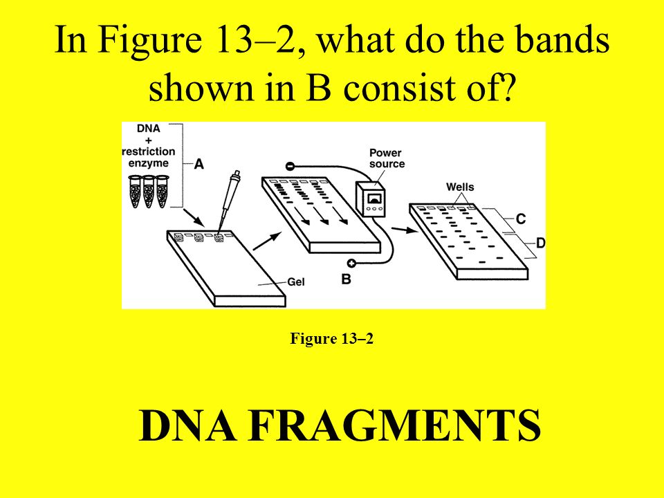 In Figure 13–2, what do the bands shown in B consist of